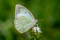 Mottled Emigrant Catopsilia pyranthe pyranthe