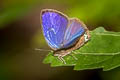 Mutal Oakblue Arhopala muta merguiana