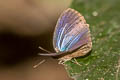 Mutal Oakblue Arhopala muta merguiana