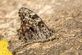 Myanmar Veined Labyrinth Neope pulahoides pulahoides