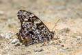 Myanmar Veined Labyrinth Neope pulahoides pulahoides