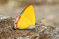 Naga Sapphire Heliophorus kohimensis (Kohima Sapphire)