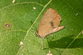 Narrow-banded Brownie Miletus mallus