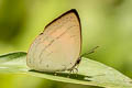 Narrow-banded Sunbeam Curetis insularis pseudoinsularis