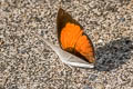 Narrow-banded Sunbeam Curetis insularis pseudoinsularis