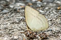 Narrow-banded Sunbeam Curetis insularis pseudoinsularis