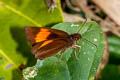 Narrow-banded Velvet Bob Koruthaialos rubecula hector (Changeable Velvet Bob)