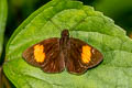 Narrow-banded Velvet Bob Koruthaialos rubecula hector (Changeable Velvet Bob)