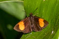 Narrow-banded Velvet Bob Koruthaialos rubecula hector (Changeable Velvet Bob)