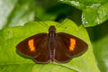 Narrow-banded Velvet Bob Koruthaialos rubecula hector (Changeable Velvet Bob)