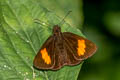 Narrow-banded Velvet Bob Koruthaialos rubecula hector (Changeable Velvet Bob)