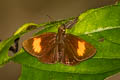 Narrow-banded Velvet Bob Koruthaialos rubecula hector (Changeable Velvet Bob)