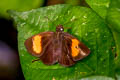 Narrow-banded Velvet Bob Koruthaialos rubecula rubecula (Changeable Velvet Bob)