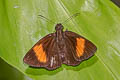 Narrow-banded Velvet Bob Koruthaialos rubecula rubecula (Changeable Velvet Bob)