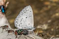 Narrow-bordered Hedge Blue Udara placidula howarthi