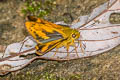 Narrow-branded Palm Dart Telicota ohara jix