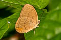 Narrow-striped Faun Faunis gracilis gracilis