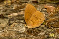 Narrow-striped Faun Faunis gracilis gracilis