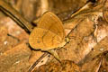 Narrow-striped Faun Faunis gracilis gracilis