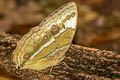 Northern Junglequeen Stichophthalma mathilda mathilda