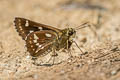 Northern Ace Thoressa cerata (Northern Spotted Ace)