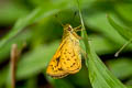 Oblique-branded Dart Potanthus rectifasciata (Branded Dart)