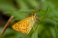 Oblique-branded Dart Potanthus rectifasciata (Branded Dart)