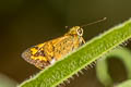 Oblique-branded Dart Potanthus rectifasciata (Branded Dart)