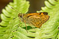 Oblique-branded Dart Potanthus rectifasciata (Branded Dart)