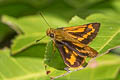 Oblique-branded Dart Potanthus rectifasciata (Branded Dart)