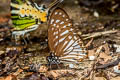 Obscure Zebra Graphium ramaceus pendleburyi (Pendlebury's Zebra)