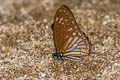 Obscure Zebra Graphium ramaceus pendleburyi (Pendlebury's Zebra)