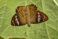 Olive Flat Chamunda chamunda (Crescent Spotted Flat)