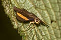 Orange-banded Flat Celaenorrhinus ladana