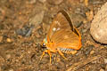 Orange-striped Awlet Burara jaina jaina (Striped Orange Awlet)