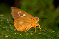 Orange-striped Awlet Burara jaina jaina (Striped Orange Awlet)
