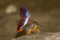 Orange-tailed Awl Bibasis sena sena