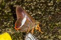 Orange-tailed Awl Bibasis sena sena