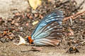 Orange Freak Calinaga brahma sudassana
