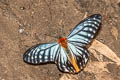 Orange Freak Calinaga brahma sudassana