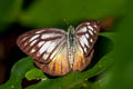 Orange Gull Cepora iudith lea