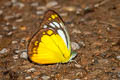 Orange Gull Cepora iudith lea