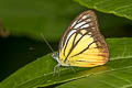 Orange Gull Cepora iudith malaya