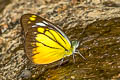 Orange Gull Cepora iudith malaya