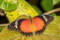 Orange Lacewing Cethosia methypsea methypsea