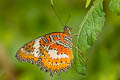 Orange Lacewing Cethosia methypsea methypsea