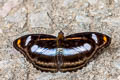 Orange Staff Sergeant Athyma cama cama
