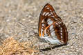 Orange Staff Sergeant Athyma cama thailandica