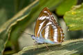 Orange Staff Sergeant Athyma cama thailandica