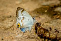 Orchid Tit Hypolycaena othona othona